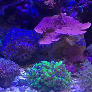 Meet your Posher, Randy